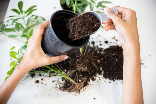 How to Prevent Repotting Shock Indoors: The Essential Tool Kit for Healthy Transplants