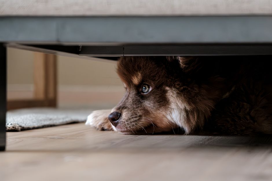 Essential Prevention Tips for a Pet-Safe Home: Avoid the Hidden Dangers Most Owners Miss