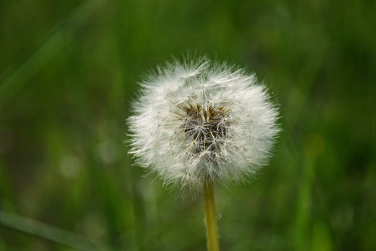Troubleshooting Weed Control: Solving the Most Frustrating Garden Weed Problems
