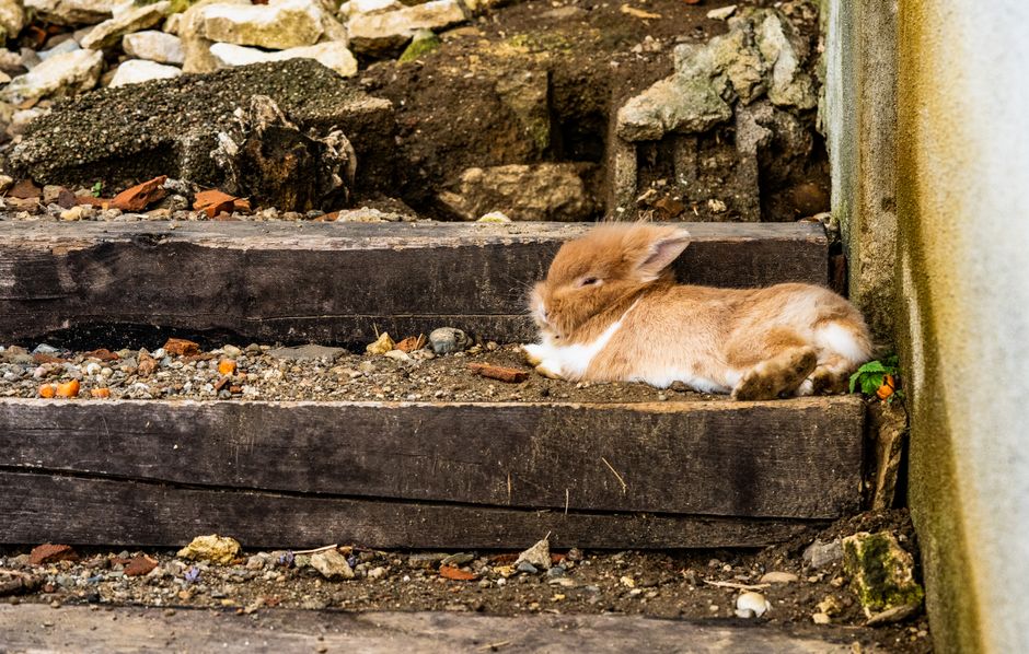 How to Safely Bathe a Rabbit Without Causing Stress: A Complete Step-by-Step Guide
