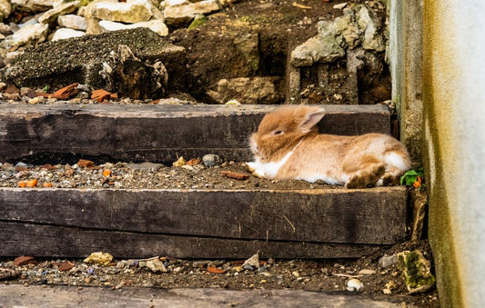 How to Handle a Rabbit Heatstroke Emergency: A Step-by-Step Guide for Rabbit Owners