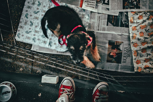 Crate vs. Playpen: Which Training Space Builds Better Habits for Your Puppy?