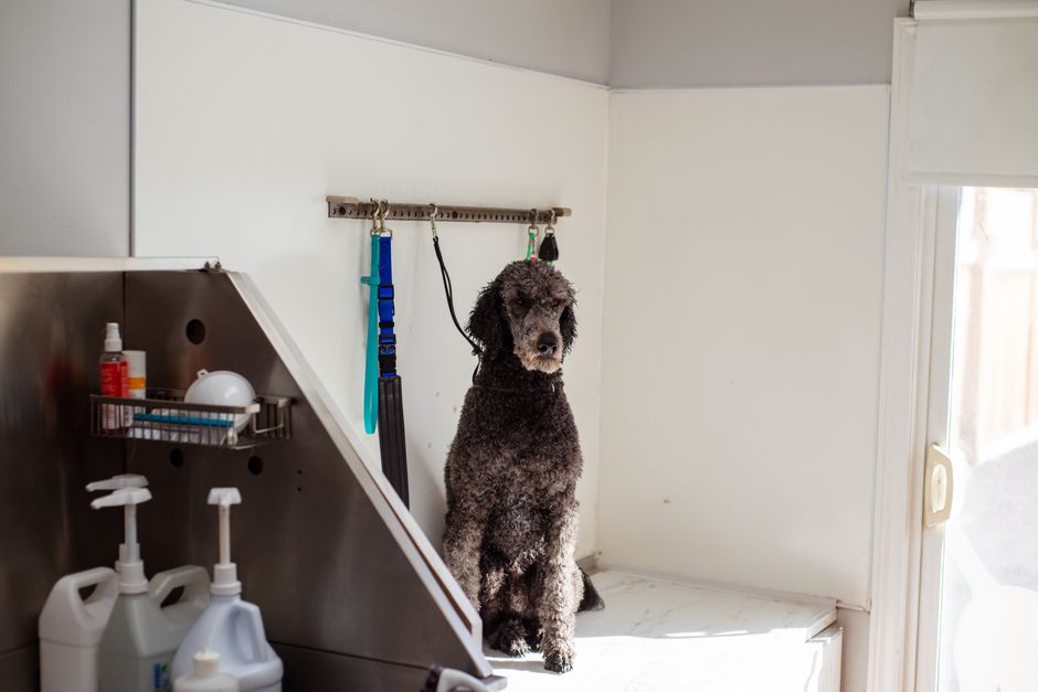 Senior Pet Care System: Comparing Essential Products for Comfort and Longevity