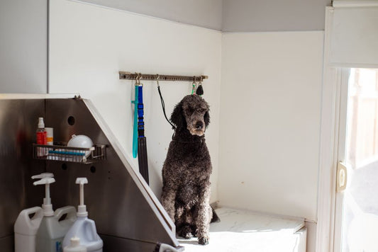 Senior Pet Care System: Comparing Essential Products for Comfort and Longevity