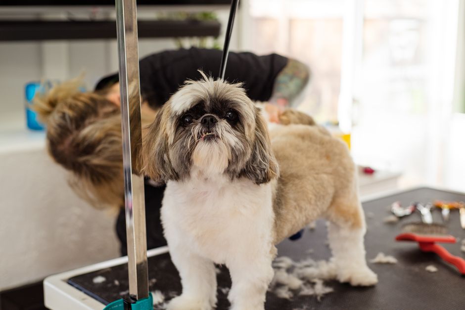 DIY Dog Grooming at Home: A Complete Guide to Professional Results