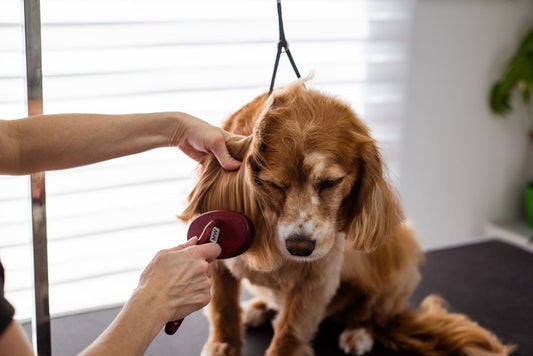 The First-Time Dog Owner's Complete Grooming and Care System