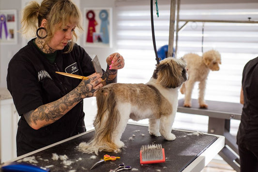 Quick and Easy Dog Grooming: Speed Up Your Routine Without Cutting Corners