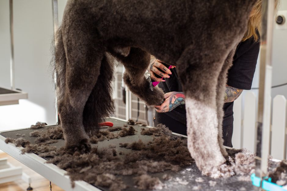 5 Common Dog Grooming Mistakes That Ruin Your Pet's Coat and Health