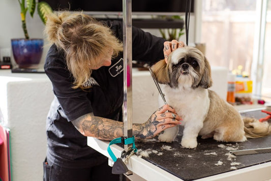 How to Prevent Dog Odor and Mess Before It Starts: A Practical Grooming System
