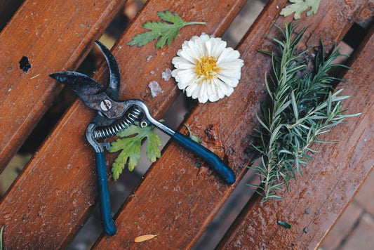 The Low-Maintenance Herb Garden: Essential Tools for Effortless Growing