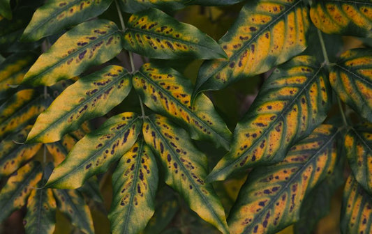 The Busy Gardener's Guide to Early Plant Disease Detection and Natural Treatment