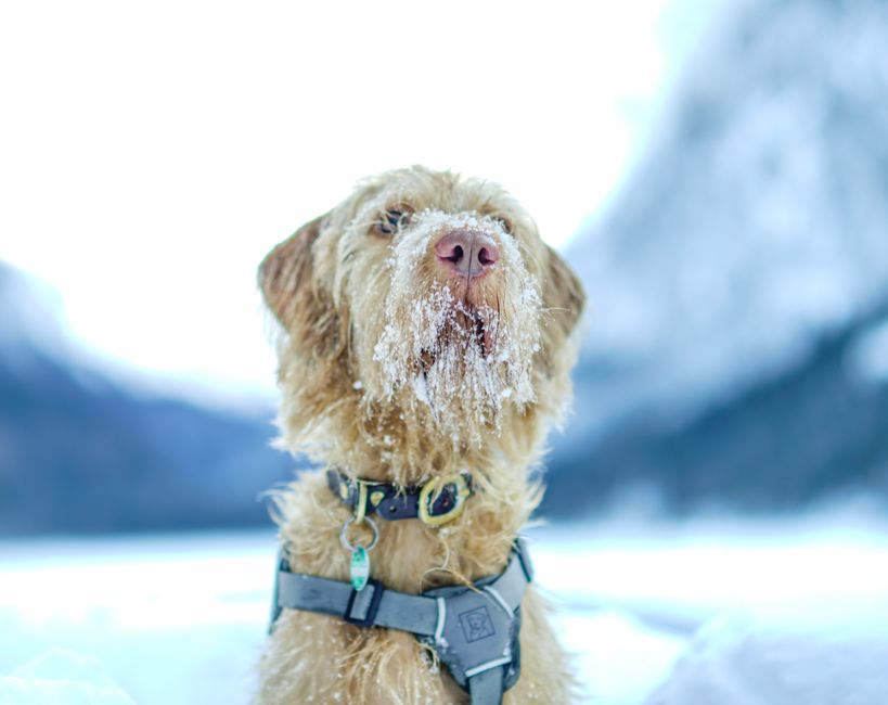 An All-Natural Approach to Pet Skin and Coat Health Without Harsh Chemicals