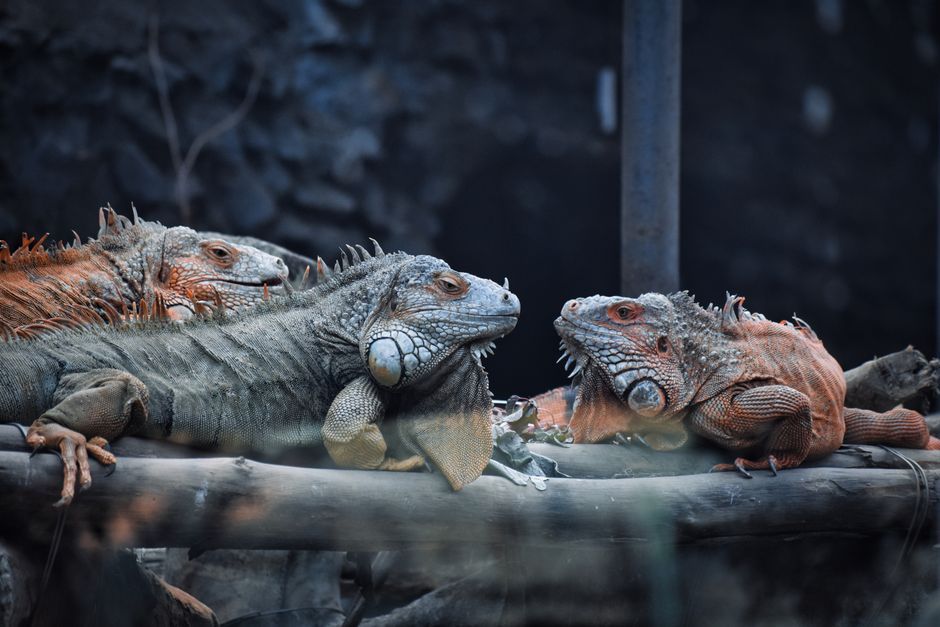Budget Reptile Care: Essential Enclosure Upgrades Without Breaking the Bank