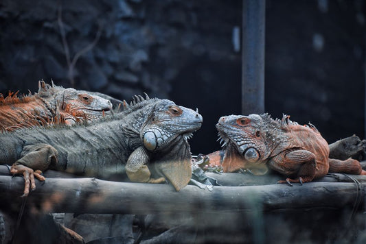 Budget Reptile Care: Essential Enclosure Upgrades Without Breaking the Bank