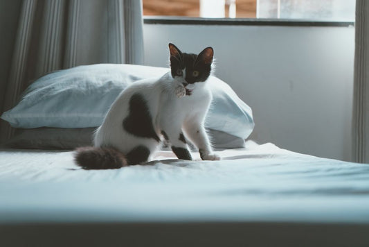 How to Stop a Cat from Peeing on Bedding and Remove Odors: 9 Step-by-Step Solutions