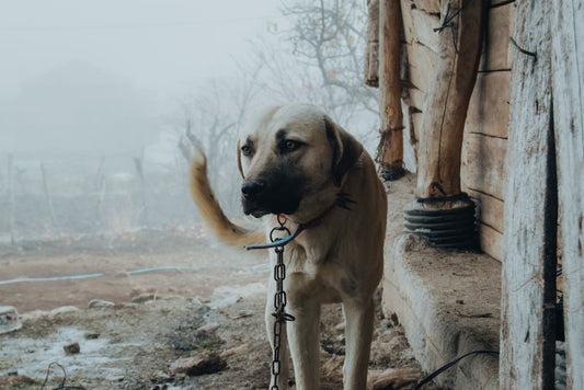 5 Subtle Signs Your Pet Is Struggling During Travel