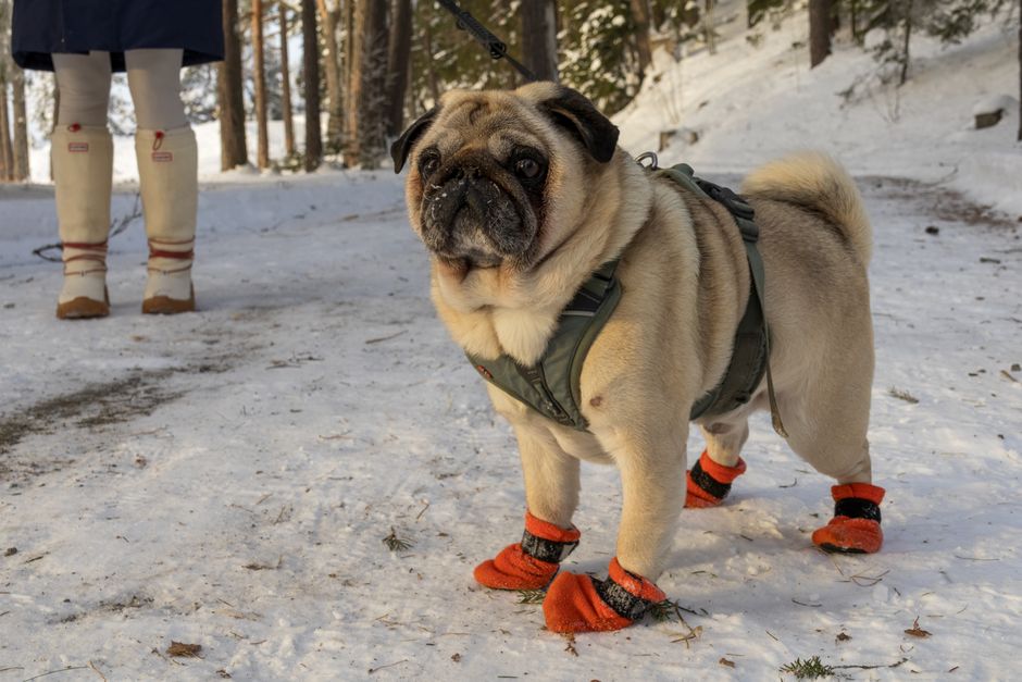 The First-Time Pet Owner's Winter Survival System: Essential Gear and Routines for Cold Weather