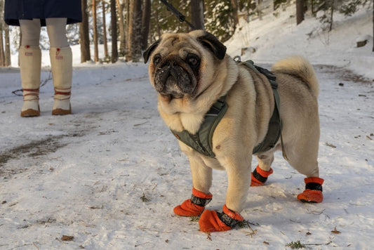 Winter Puppy Training: Essential Gear and Tips for Cold Weather Success
