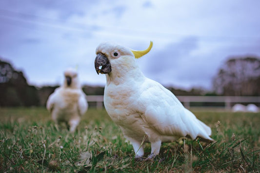 How to Introduce a New Bird to Your Existing Flock Safely