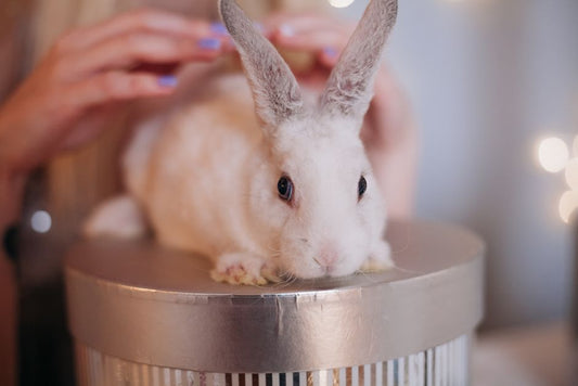 The Complete Guide to Soothing an Anxious Rabbit: Natural Calm and Routine for Your Nervous Bunny