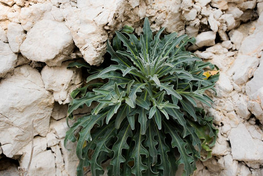 Seasonal Guide to Drought-Tolerant Gardens: Thriving Through Every Season