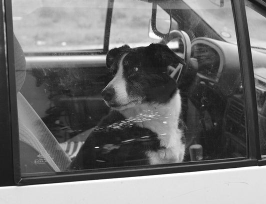 The Road Trip Woes: A Troubleshooting Guide for Pet Travel Disasters
