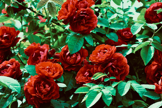 The Complete Guide to Maximizing Rose Yield: Essential Tools and Techniques for Abundant Blooms