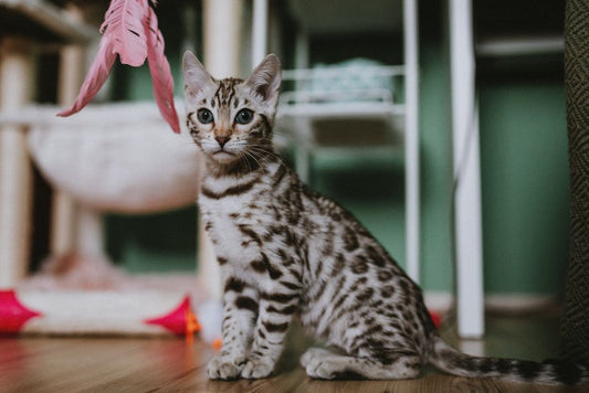 Essential Kitten Care on a Budget: Practical Tips for New Cat Owners