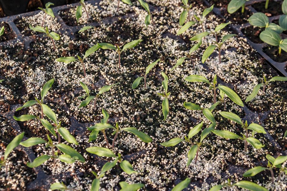 The Hidden Killers in Your Fertilizer Routine: Tips and Tricks to Fix Nutrient Lockout and Boost Growth