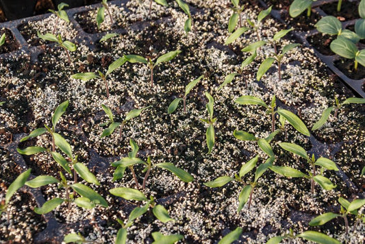 The Hidden Killers in Your Fertilizer Routine: Tips and Tricks to Fix Nutrient Lockout and Boost Growth