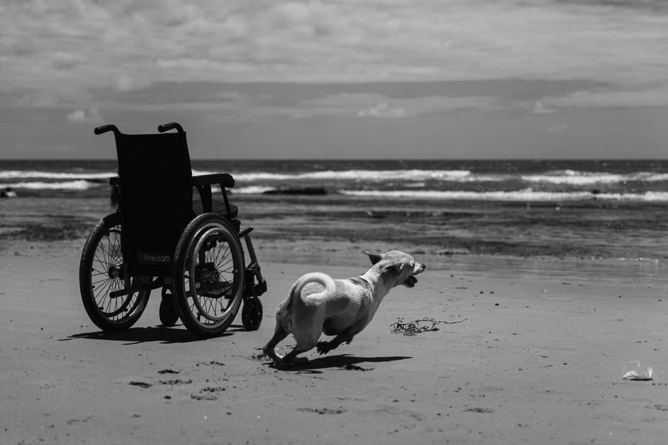 How to Rebuild Senior Dog Mobility: The Complete Guide to Safe Movement and Joint Health at Home
