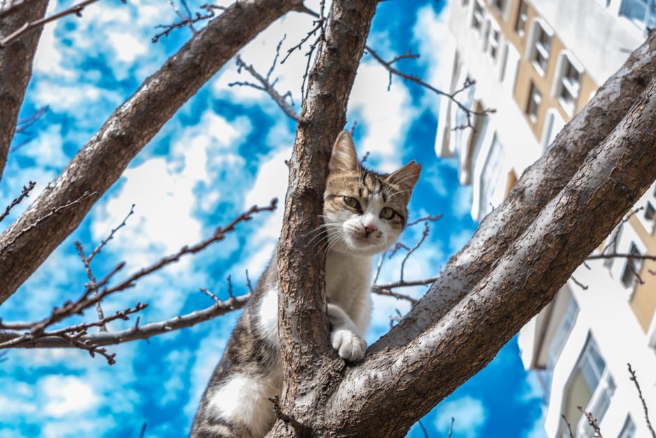 The Ultimate Guide to Managing Pet Anxiety and Behavior in Small Apartments