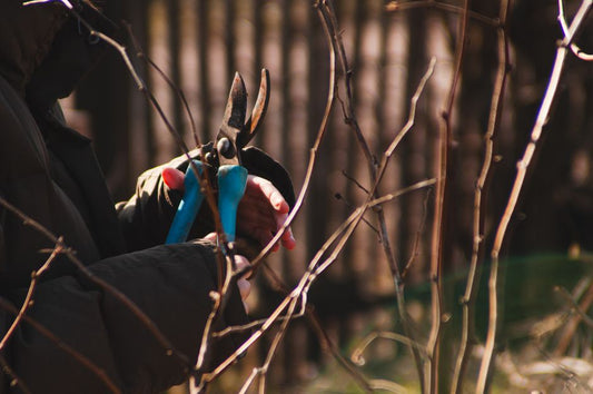 The Budget Gardener's Complete Guide to Pruning and Trimming Without Breaking the Bank
