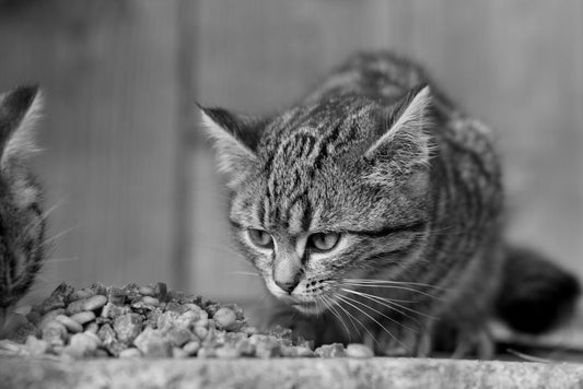 How to Transition a Picky Eater Cat to a Raw Food Diet Without Digestive Upset