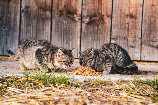 Why Does My Cat Eat Grass and Then Throw Up? A Complete Guide to This Common Behavior