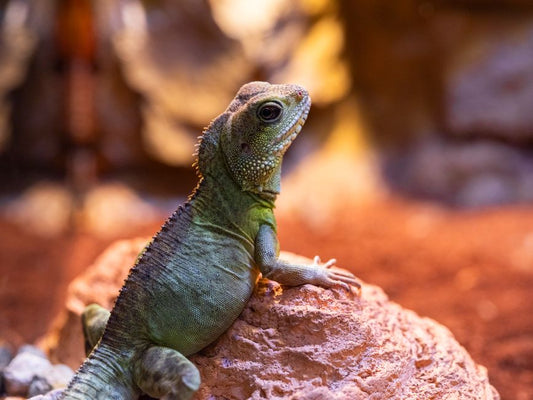Compact Reptile Care: Essential Setup and Maintenance for Small Apartments