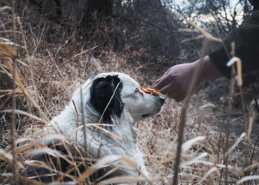 Training Treats vs. Food Rewards: Which Builds Better Behavior in Distracted Dogs?