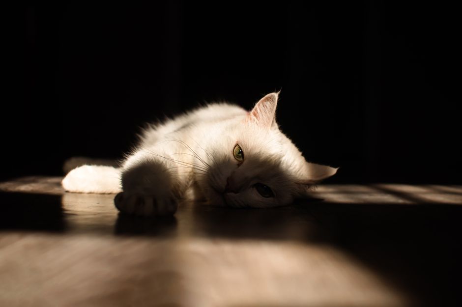 Vet-Approved Tips for Managing Feline Shedding and Hairball Prevention