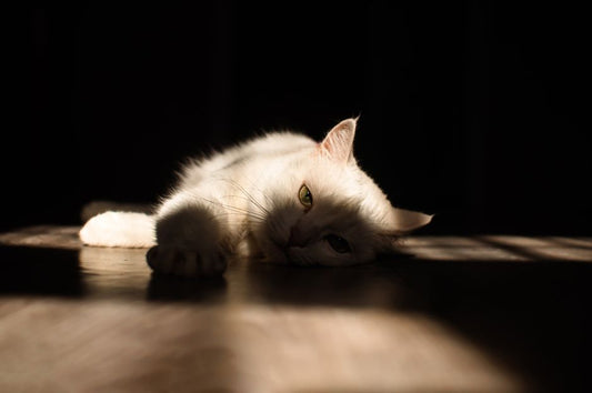 Vet-Approved Tips for Managing Feline Shedding and Hairball Prevention