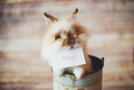 Why Is My Rabbit Thumping at Night and How Can I Stop It?