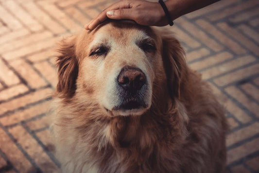 DIY Senior Pet Care: Comfort and Gentle Wellness