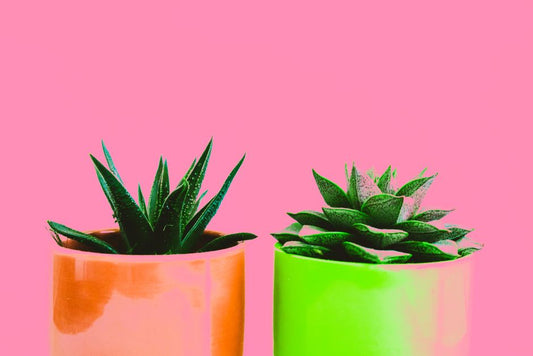 Fun and Easy Aloe Vera Care Guide for Kids