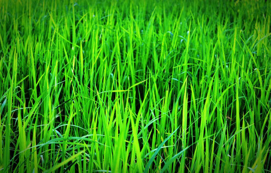 The Complete Guide to Indoor Lawn Care: Growing Grass Inside