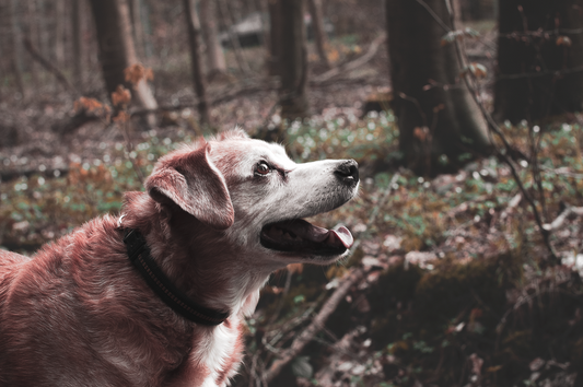Essential Senior Dog Care: A Complete Guide to Supporting Your Aging Companion