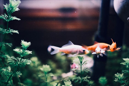 The 10-Minute Fish Tank Rescue: Quick and Easy Aquarium Care for Busy Owners