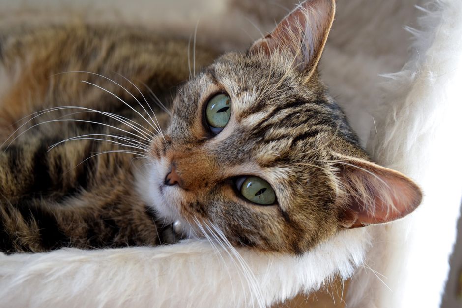 The Chemical-Free Cat Care System: Practical Steps for a Safer Home