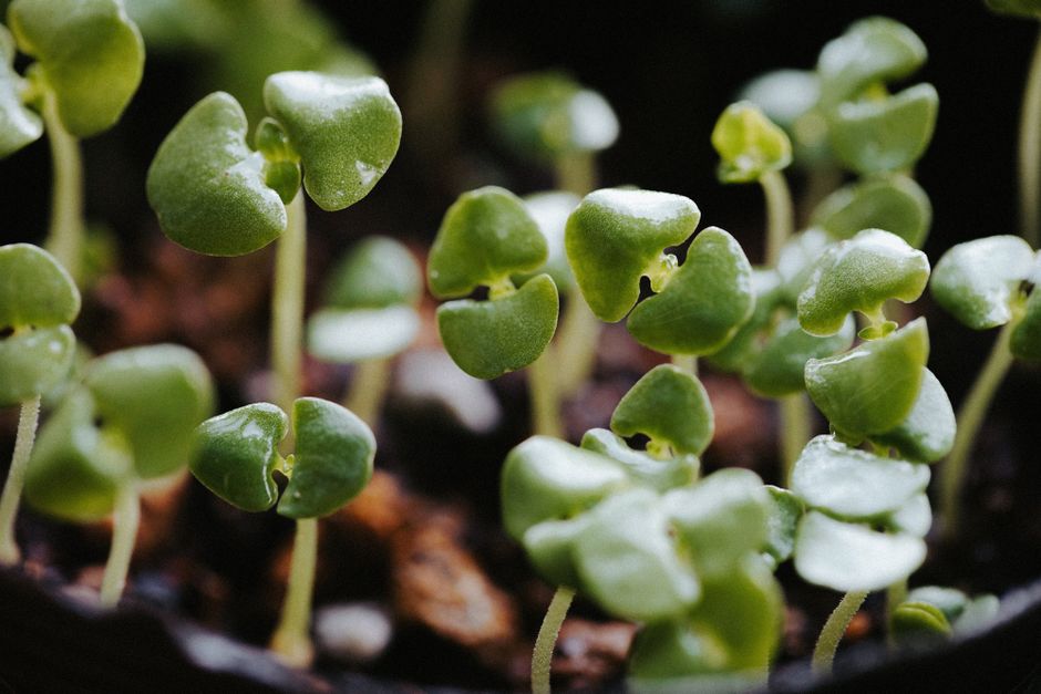 10 Unconventional Gardening Tips and Tricks for a Thriving Herb Garden