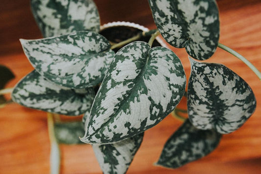 The Complete Guide to Pothos Care in Small Spaces: Choose the Best Tools for Low-Square-Footage Growing