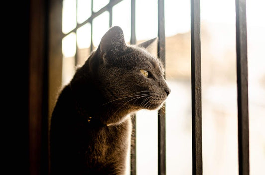 Is My Indoor Cat Bored or Sick? 8 Key Signs of Environmental Enrichment Deficiency