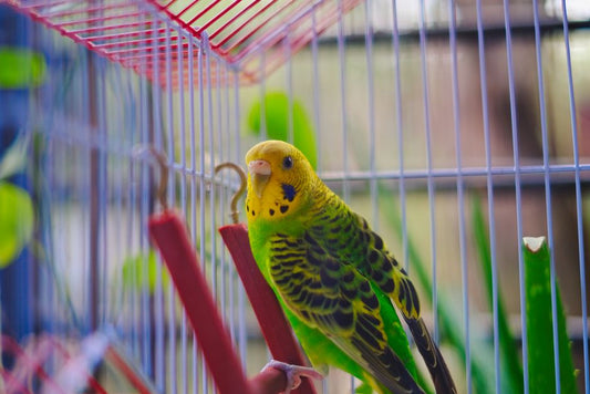 How to Choose the Right Bird Cage Size for Your Parakeet
